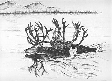 Porcupine Caribou - Caribou by Stuart Arnett