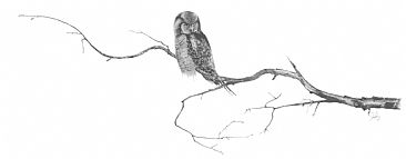 Boreal Forest - Hawk Owl  - Hawk Owl by Stuart Arnett