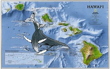 Hawaii - Humpback Whales in Hawaii by Stuart Arnett