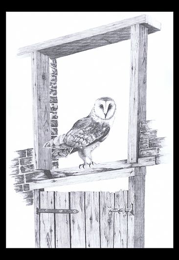 Looking Back - Barn Owl by Stuart Arnett