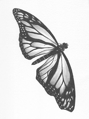 Monarch Buttefly - Monarch Butterfly by Stuart Arnett