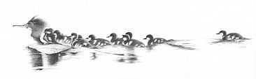 Wait for me! - Merganser and her chicks by Stuart Arnett