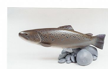Just Lying There - New Zealand Brown Trout by Joseph Swaluk