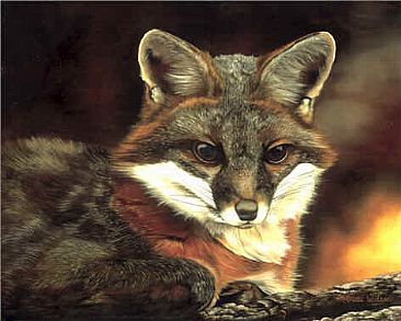 Up for the Night - Gray Fox by Patti Wilson