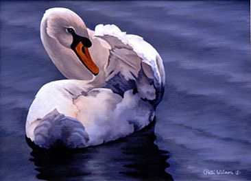 Preening - Mute Swan by Patti Wilson