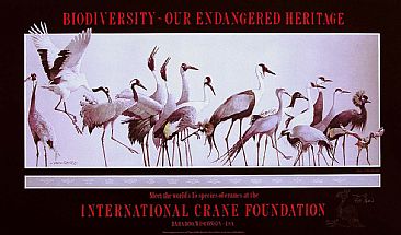 The Cranes of the World Poster / International Crane Foundation - Birds: Unique design of all 15 of the world's species of cranes by David Rankin
