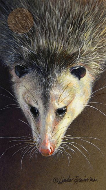 Buddy (Sold) - Opossum by Linda Rossin