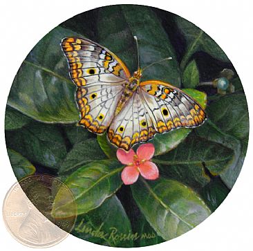 Delicate Delight (Sold) - White Peacock Butterfly by Linda Rossin
