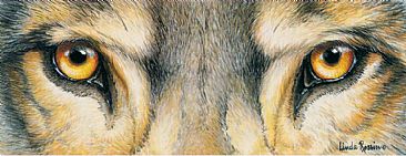 Eyes of a Gray Wolf - Gray Wolf by Linda Rossin