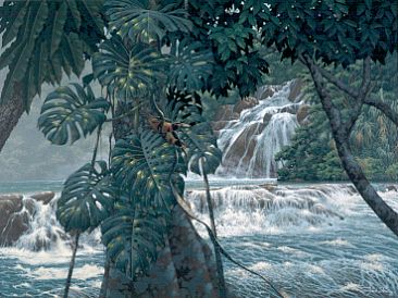 Agua Azul - Collared Aracaris by Richard Sloan (1935-2007)