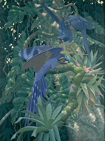 Mato Grasso - Hyacinth Macaws by Richard Sloan (1935-2007)