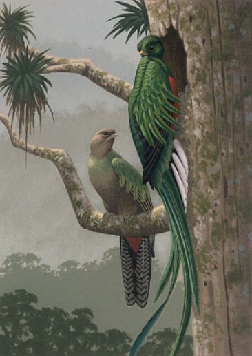Untitled - Resplendant Quetzals by Richard Sloan (1935-2007)