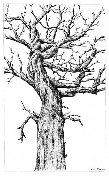 Bristlecone Pine -  by Kirsten Bomblies