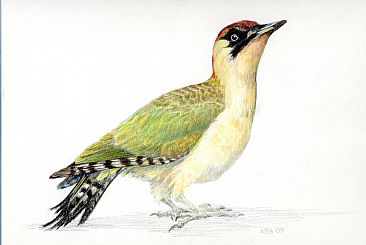 Green Woodpecker -  by Kirsten Bomblies