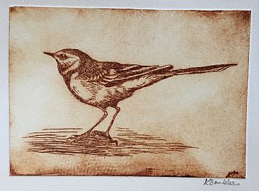 Wagtail -  by Kirsten Bomblies
