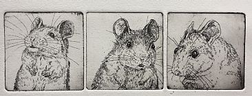 Family portrait - a tiny triptych - Peromyscus beach mice by Kirsten Bomblies