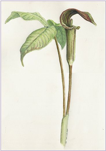 Jack-in-the-pulpit -  by Kirsten Bomblies