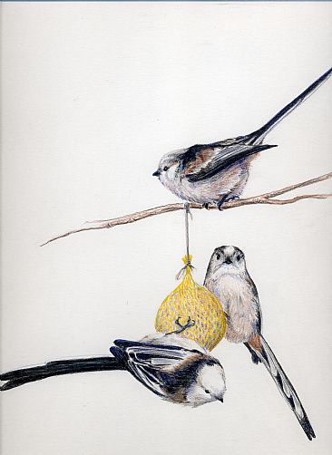 Long-tailed tits -  by Kirsten Bomblies