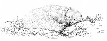 Arctic Fox -  by Kirsten Bomblies