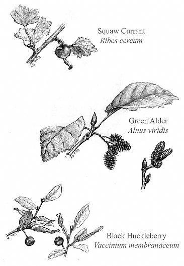 Botanical1 -  by Kirsten Bomblies