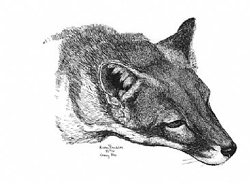 Grey Fox -  by Kirsten Bomblies