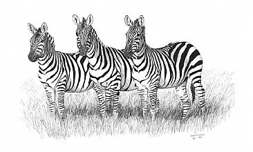Zebras -  by Kirsten Bomblies