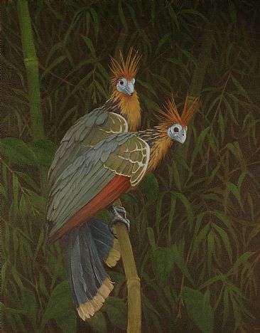Amazonians - Hoatzin couple sighted on upper Amazon, Peru by Eva Van Rijn