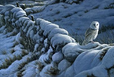 Winter Wall - Barn owl by Jeremy Paul