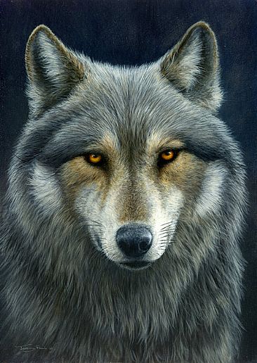 Look into my eyes - wolf by Jeremy Paul