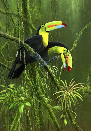 Keel-billed toucans. Costa Rica -  by Jeremy Paul