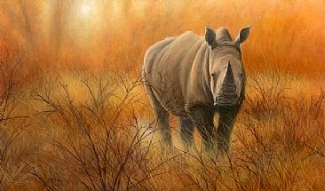 Heat and Dust - White Rhino by Jeremy Paul