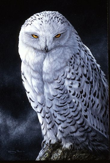 Northern Spirit - Snowy Owl by Jeremy Paul
