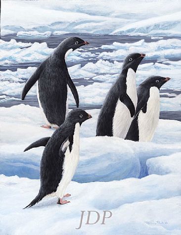 Adelie Penguins -  by Jeremy Paul