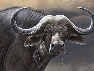 African Beauty - Buffalo and Oxpecker by Jeremy Paul