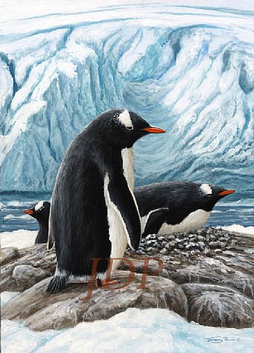 Gentoo Penguins -  by Jeremy Paul