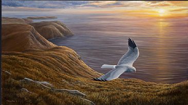 Western Sky - Hen Harrier by Jeremy Paul