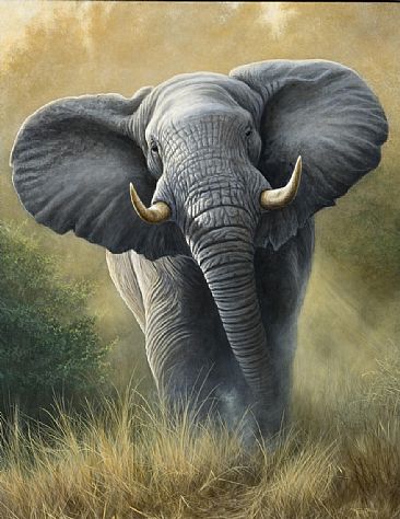 Right of way - elephant  by Jeremy Paul