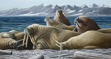 Walrus Beach - Svalbard - Walrus by Jeremy Paul