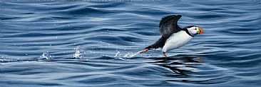 Keep on running - puffin by Jeremy Paul