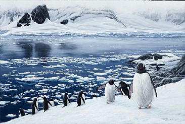 gentoo penguins - Cuverville Island -  by Jeremy Paul