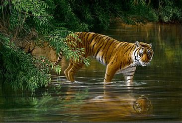 Jungle odyssey - tiger - Ranthambhore by Jeremy Paul
