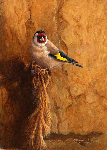 Goldfinch - Goldfinch by Jeremy Paul