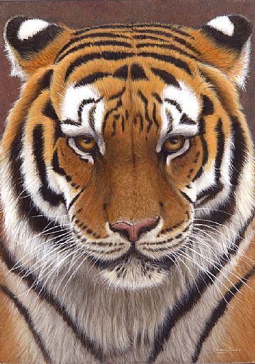 Intense - tiger by Jeremy Paul