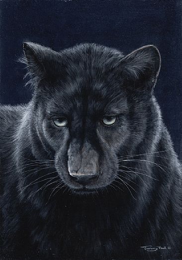 Dark Knight - Black leopard by Jeremy Paul