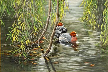 willow and wigeon - wigeon by Jeremy Paul