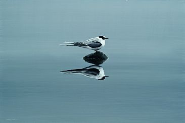 Breathe - Arctic Tern (juvenile) by Jeremy Paul