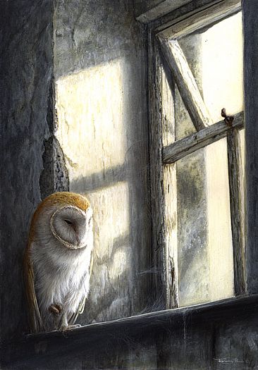 Window Light - Barn owl by Jeremy Paul