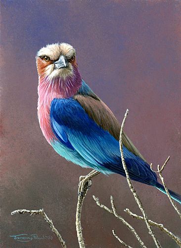 Lilac Breasted Roller -  by Jeremy Paul