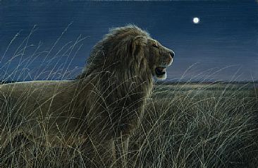 Masai Mara Moonlight  - Lion by Jeremy Paul