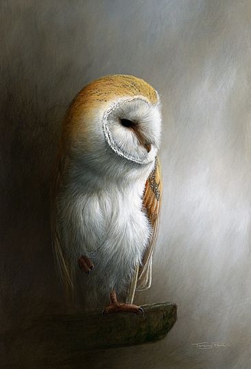 Ghost - Barn Owl by Jeremy Paul